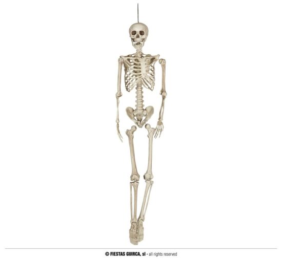 Full Skeleton 160cm